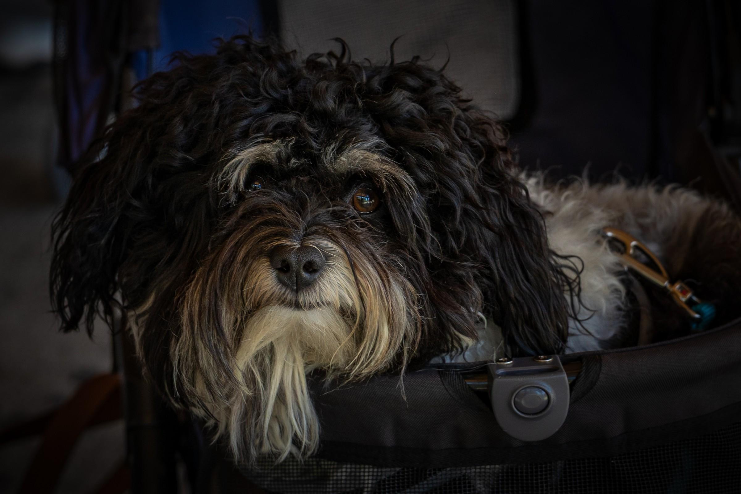 Backseat Stare