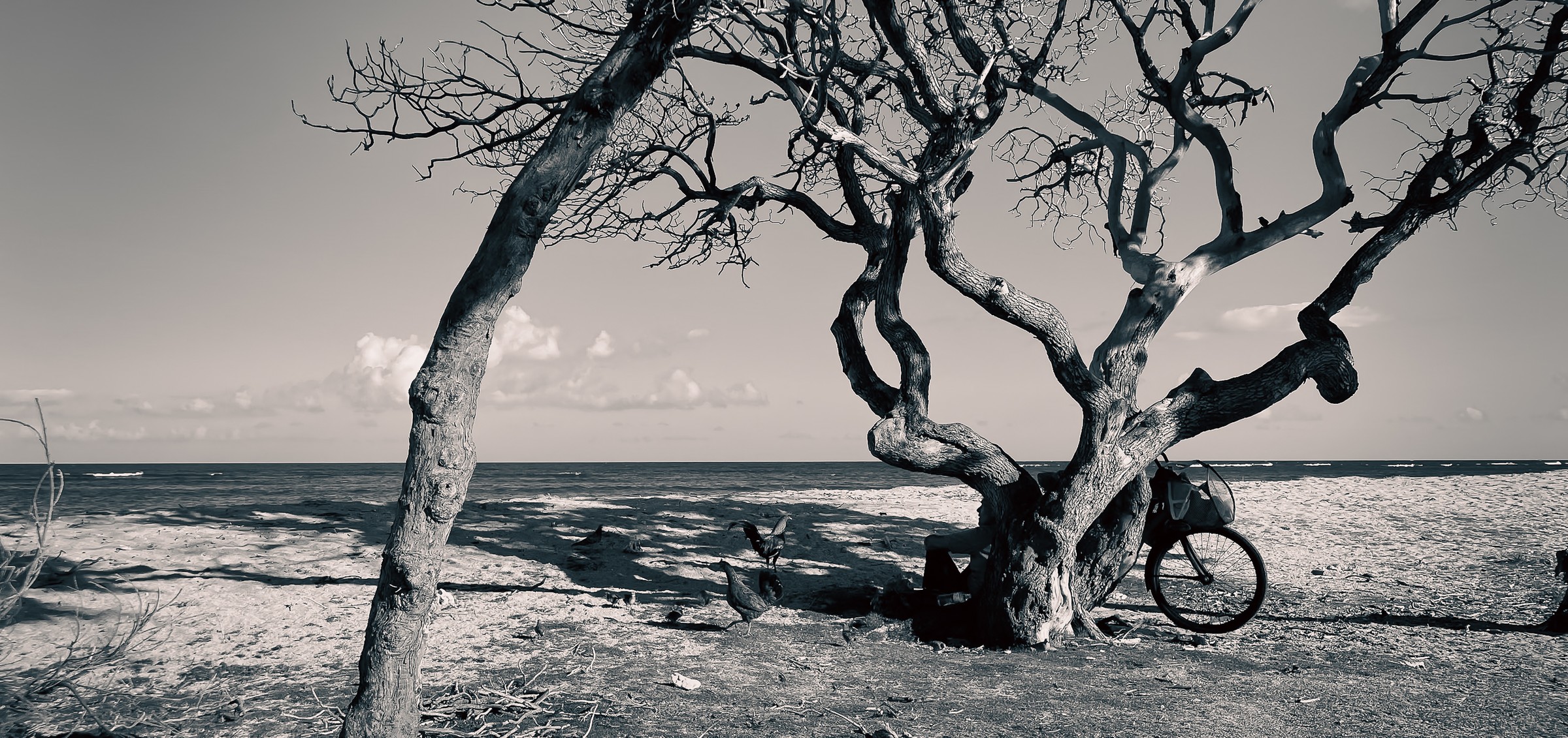 Old Guardian by the Shore